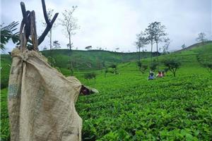 2026 Egzotika Šri Lanke